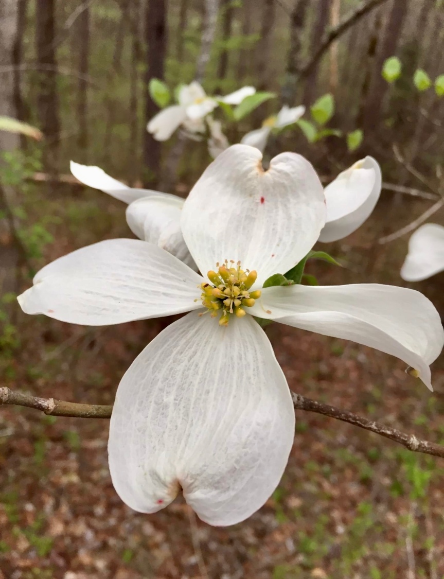 It’s Dogwood Time in Tennessee. Wordless Wednesday