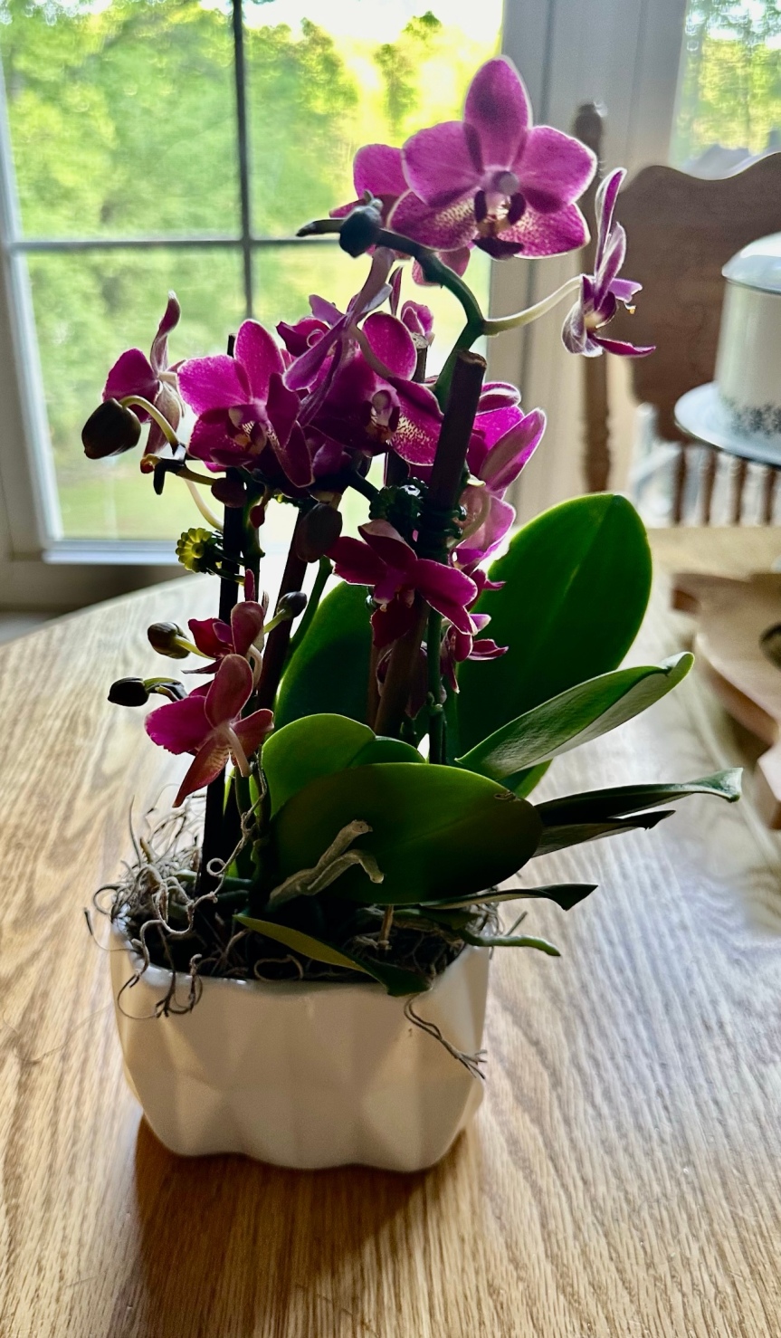 Hello To May And Several New Orchids